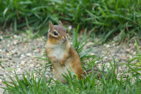 What to do about Chipmunks Chewing Wires in Your Sprinkler System